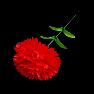 康乃馨支花－大款